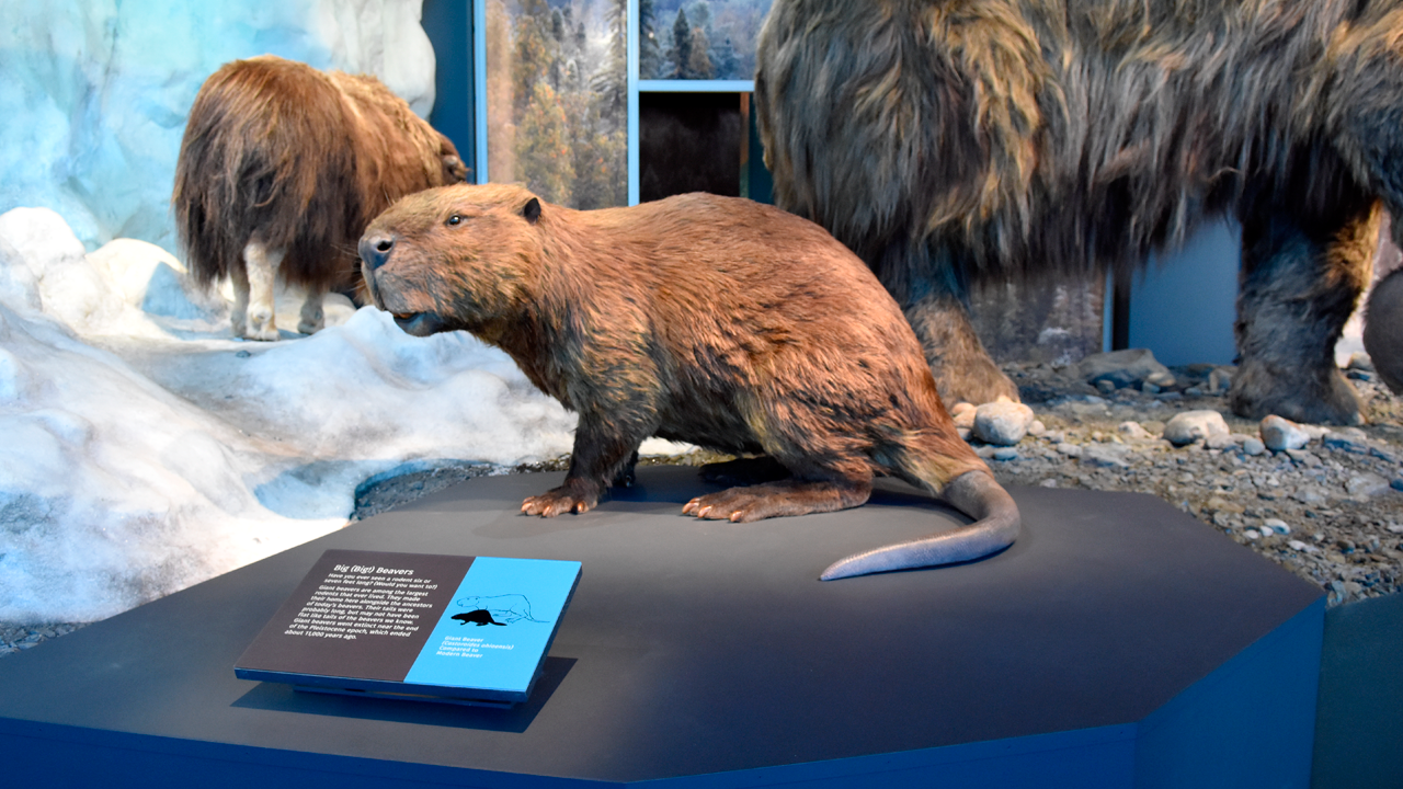 Close up image of beaver display at Bell Museum