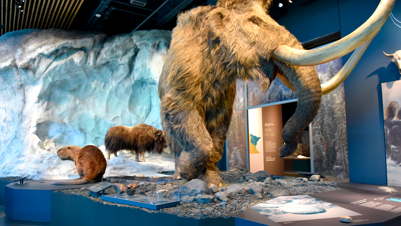 Display of mammoth, beaver, and bison at the Bell Museum